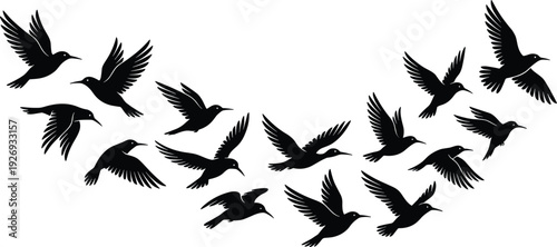 Hummingbird silhouette collection featuring flying birds in various wing positions, black vector illustration set isolated on white background for nature, logo, and decorative design.