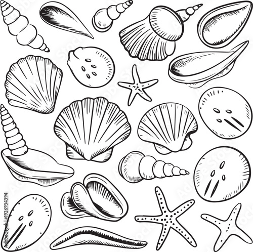 Collection of various seashells and starfish on white background