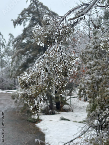 Frozen