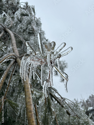 Ice Flower