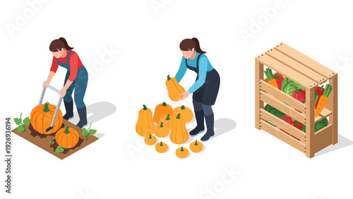 woman harvesting pumpkins and vegetables in a flat isometric hand drawn style for farm and gardening illustration