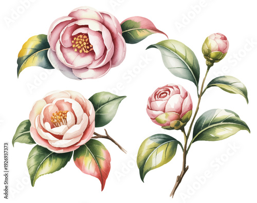 Luminous pink camellia flowers and buds in refined hand painted watercolor with vibrant green leaves.