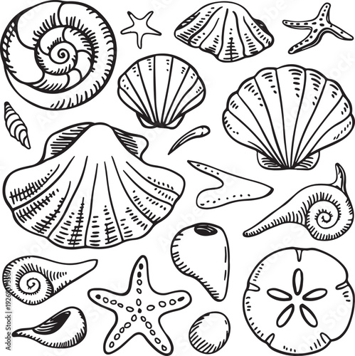Black and white illustration of various seashells and starfish