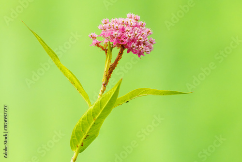 Fotografie Swamp Milkweed, Asclepias incarnata, with Oleander Aphids, Aphis nerii