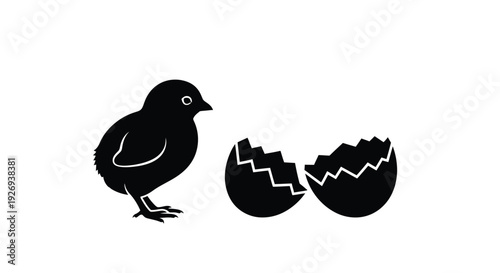 A newly hatched chick stands beside its broken eggshell.