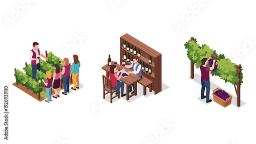 three isometric scenes of winemaking process including grape tasting vineyard tour wine tasting and grape harvesting illustration