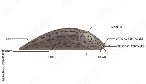 Slug anatomy labeled diagram showing body parts and structure