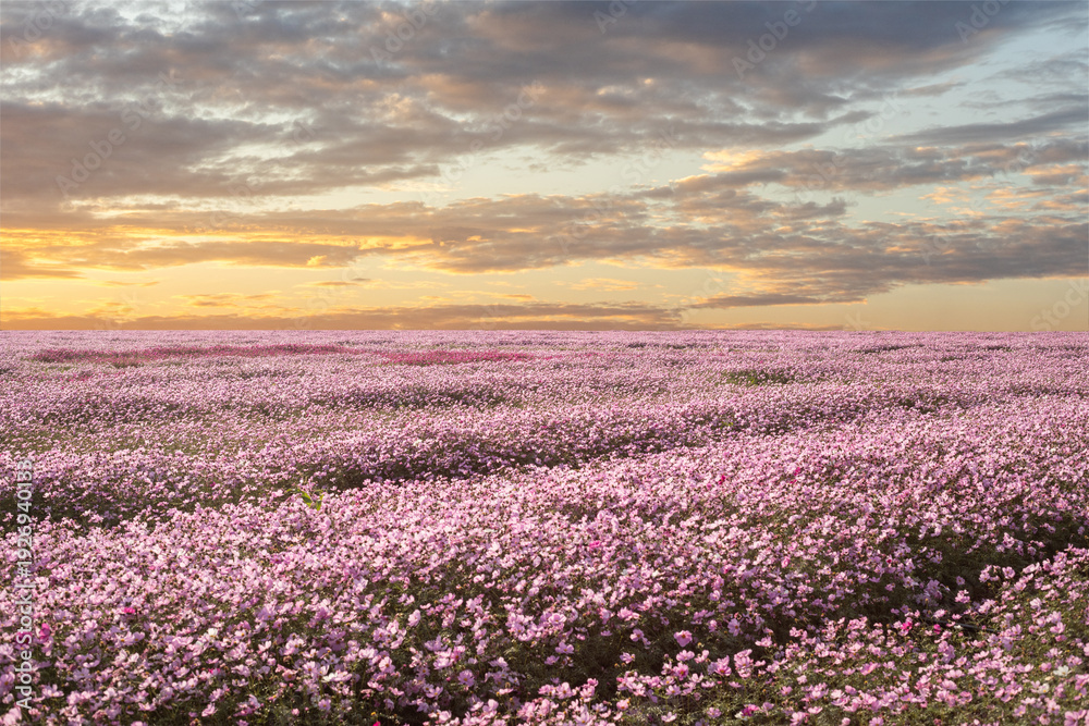Fototapeta premium A pink cosmos flower field at sunset