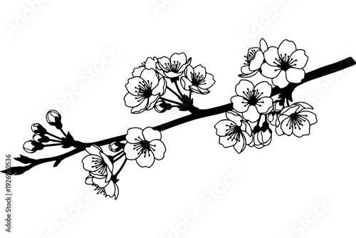 Elegant Black and White Cherry Blossom Branch Illustration