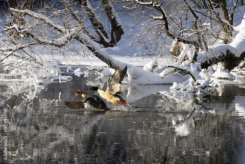 A pair of common mergansers (Mergus merganser ) taking off from an unfrozen area of the Svisloch River in winter, Central Belarus