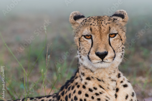A cheetah rests in the tall grass, its piercing orange eyes surveying its surroundings. The cheetah is a solitary hunter, known for its incredible speed and agility.