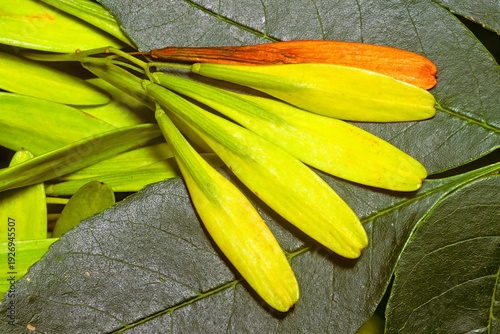 Foto Blue ash, Fraxinus quadrangulata, samaras