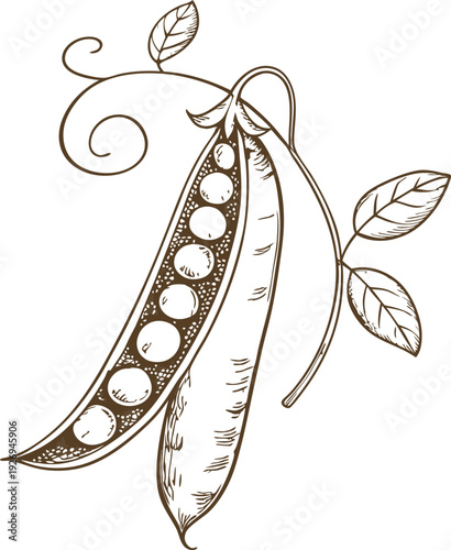 Hand drawn peas in pod with leaves and tendril illustration natural legume crop vector drawing