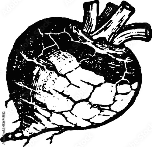 Vintage beetroot illustration hand drawn root vegetable with leaves and cracked skin retro botanical drawing of beet