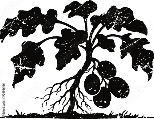 Vintage botanical illustration of potato plant with root and tubers in monochrome ink