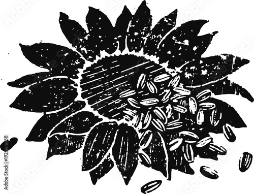sunflower with scattered seeds rustic botanical illustration of flower and grains