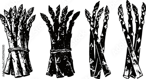 Bundles of asparagus spears tied with string, monochrome vintage botanical illustration