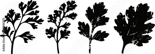 silhouettes of various parsley leaves in black on white background, botanical herb illustrations