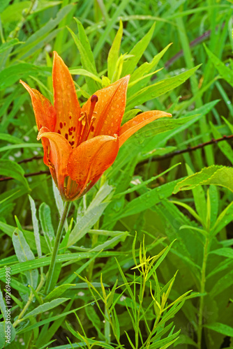Fotografía Prairie lily, Lilium philadelphicum, in bloom.