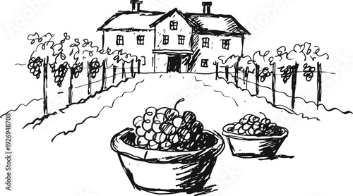 Rustic vineyard harvest scene with grapes in baskets and farmhouse in countryside illustration