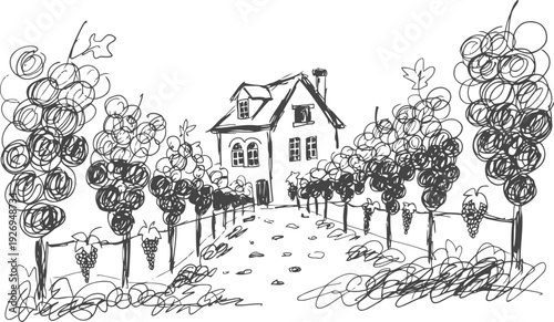 Grape vineyard with house sketch hand drawn vineyard rows, grape clusters, countryside scenery, agriculture illustration