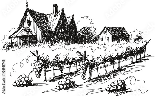vintage vineyard landscape illustration with grapevines and farmhouse in rural countryside