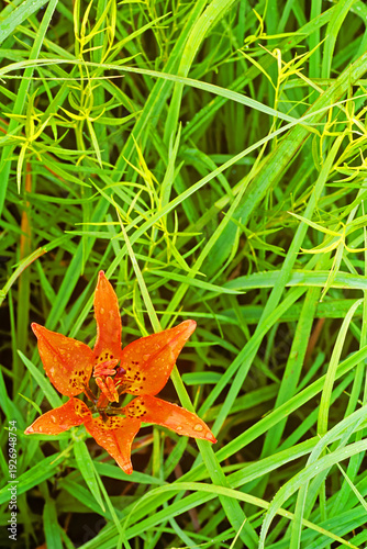 Cuadro en lienzo Prairie lily, Lilium philadelphicum, in a Prairie