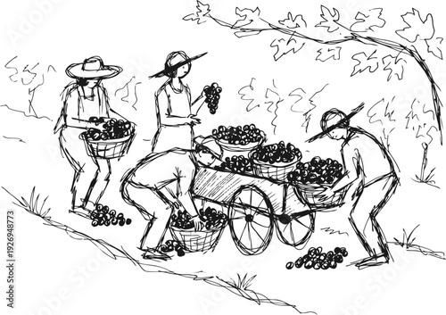 Harvesting grapes in vineyard workers collecting fruit in baskets and carts under grapevine canopy