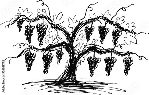 grape vine with bunches of grapes hanging from branches hand drawn sketch of fruit plant with leaves