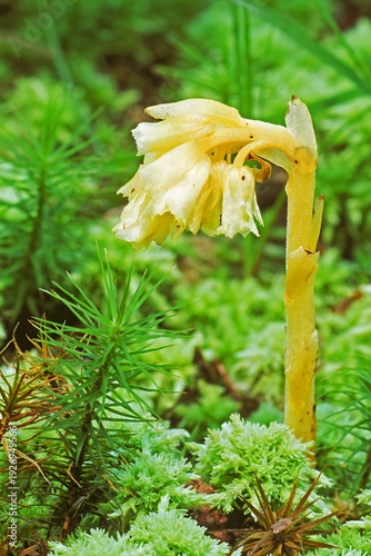 Valokuva Ghost pipe, Monotropa uniflora