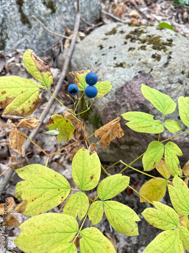 Wild Berries
