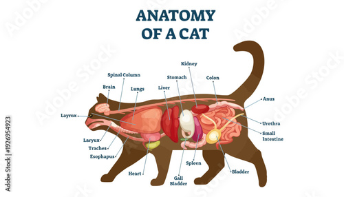 Anatomy of a cat with labeled internal organs and body parts