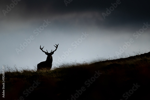 Foto A majestic stag stands silhouetted against a dramatic sky, its antlers reaching towards the heavens