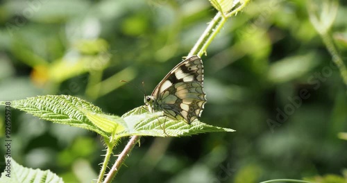 Marbled white butterfly (Melanargia galathea) with checkered wings and barely visible eyespots resting on a bramble leaf