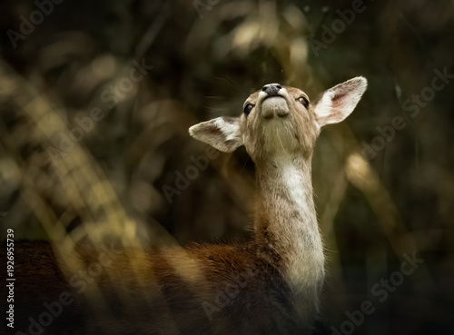 Cuadro en lienzo A young deer looks up into the trees, perhaps searching for food or listening for danger