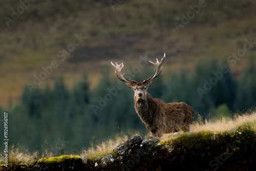 Foto A majestic red deer stag with impressive antlers stands on a rocky outcrop in the Scottish Highlands, surveying its territory