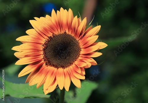 Quadro em tela Vibrant bicolor sunflower with fiery red-orange petals and yellow tips
