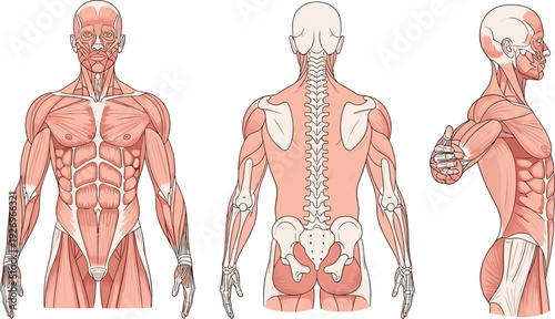 Human muscular system anatomy illustration with front back and side views showing detailed muscle structure for medical study