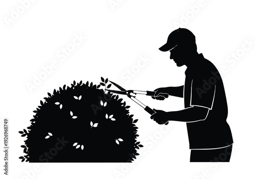 Gardener trimming bush silhouette. Person using hedge shears for yard work and landscaping maintenance.
