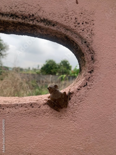 The image shows a frog clinging to a wall, gazing out at a natural view.