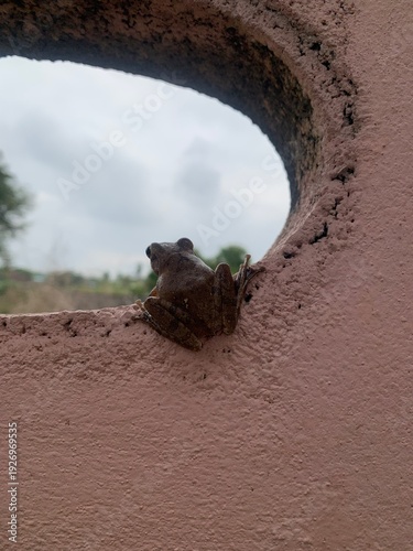 The image shows a frog clinging to a wall, gazing out at a natural view.