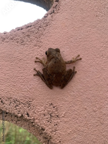 A frog is clinging to the wall.