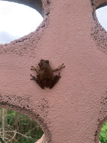 A frog is clinging to the wall.