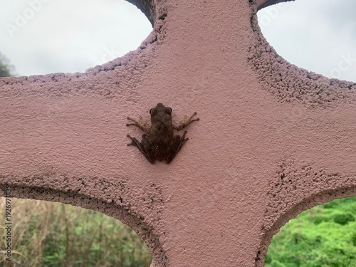 A frog is clinging to the wall.