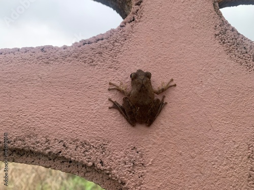 A frog is clinging to the wall.