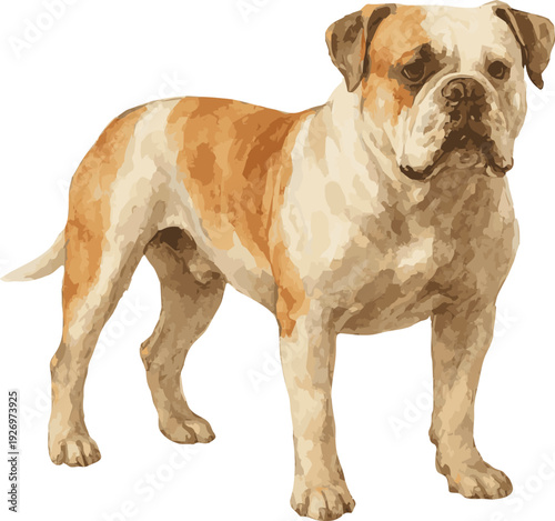 Vector watercolor illustration of an american bulldog