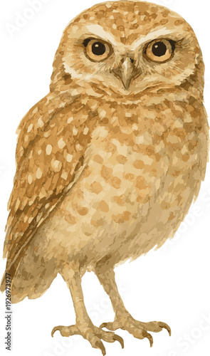 Vector watercolor realistic illustration of a Burrowing owl