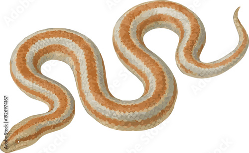 Vector watercolor illustration of a desert rosy boa