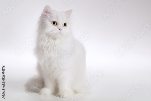 studio photo of a Maltese cat, full body visible, cat sitting naturally, upright calm sitting posture, cat facing the camera, pure white studio cyclorama background