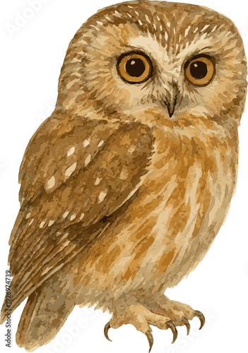 Vector watercolor realistic illustration of a Northern saw-whet owl